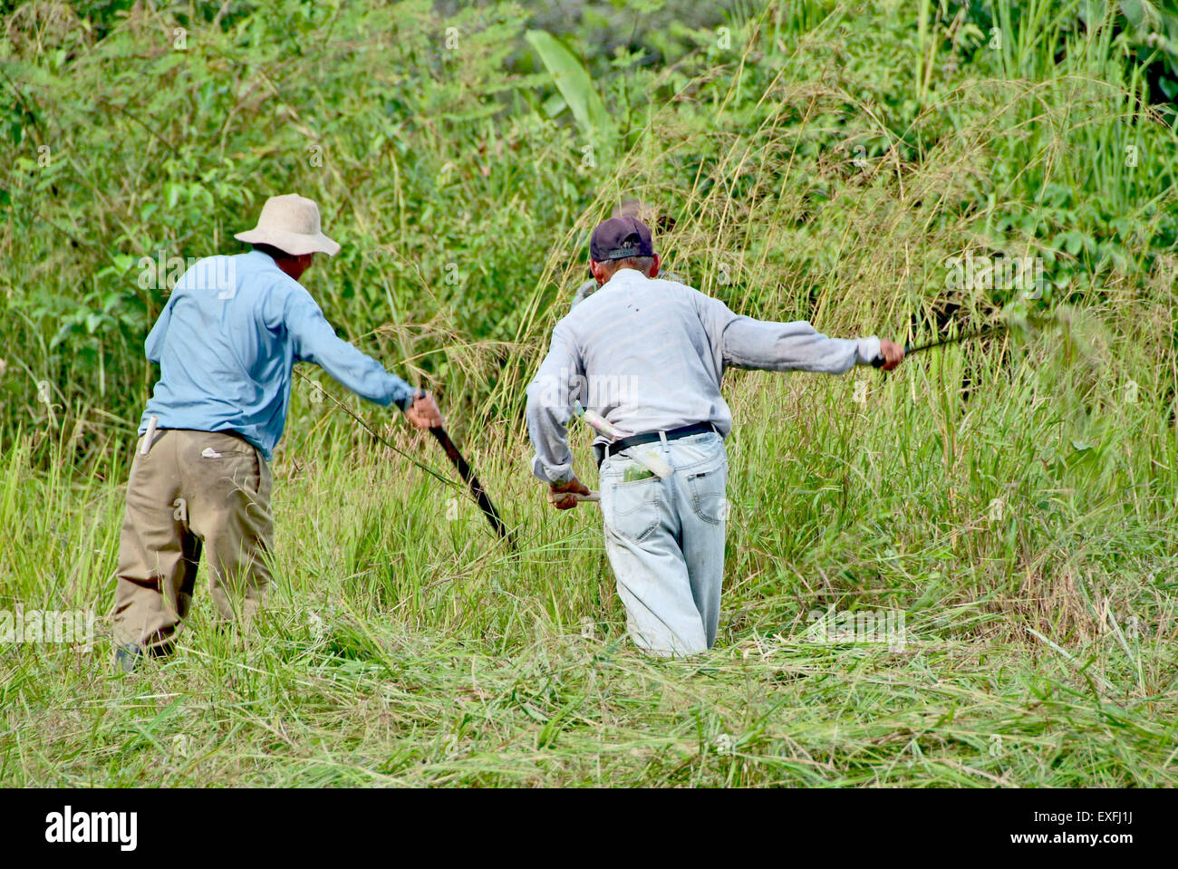 CHIRIQUI, PANAMA BOQUETE, 17. DEZEMBER 2006. Panamean Männer Heu in einer Farm mit lange Machete Messer schneiden. Stockfoto