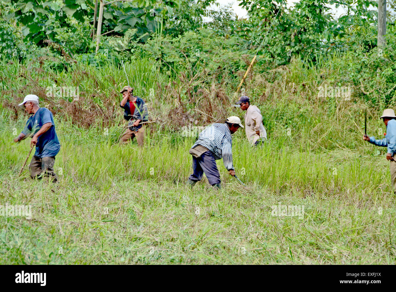 CHIRIQUI, PANAMA BOQUETE, 17. DEZEMBER 2006. Panamean Männer Heu in einer Farm mit lange Machete Messer schneiden. Stockfoto