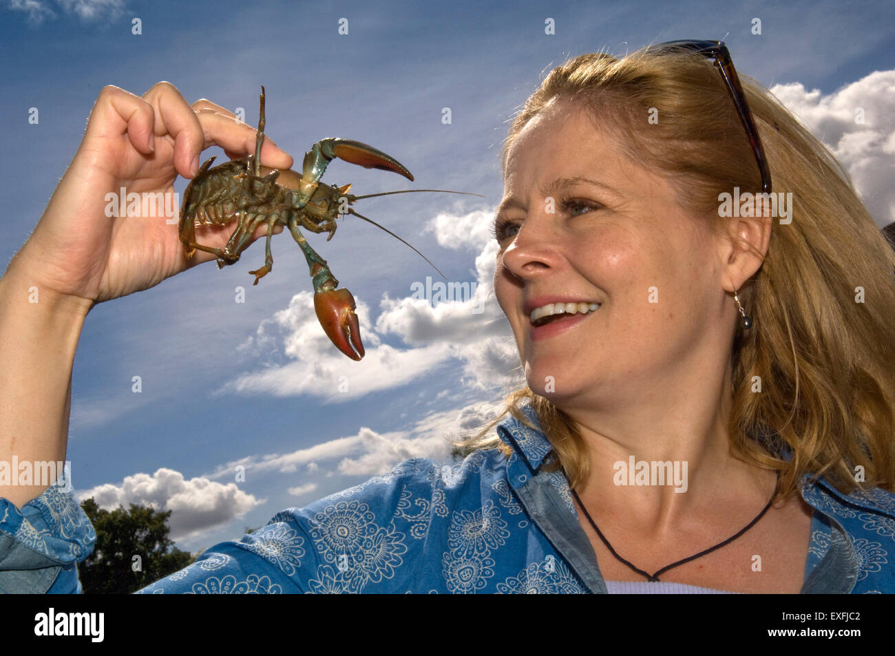 Amerikanische Flusskrebse durch Food writer xanthe Ton, der auf der Themse in Gloucestershire, Vereinigtes Königreich gefangen gehalten wird. Ein schalentiere Stockfoto