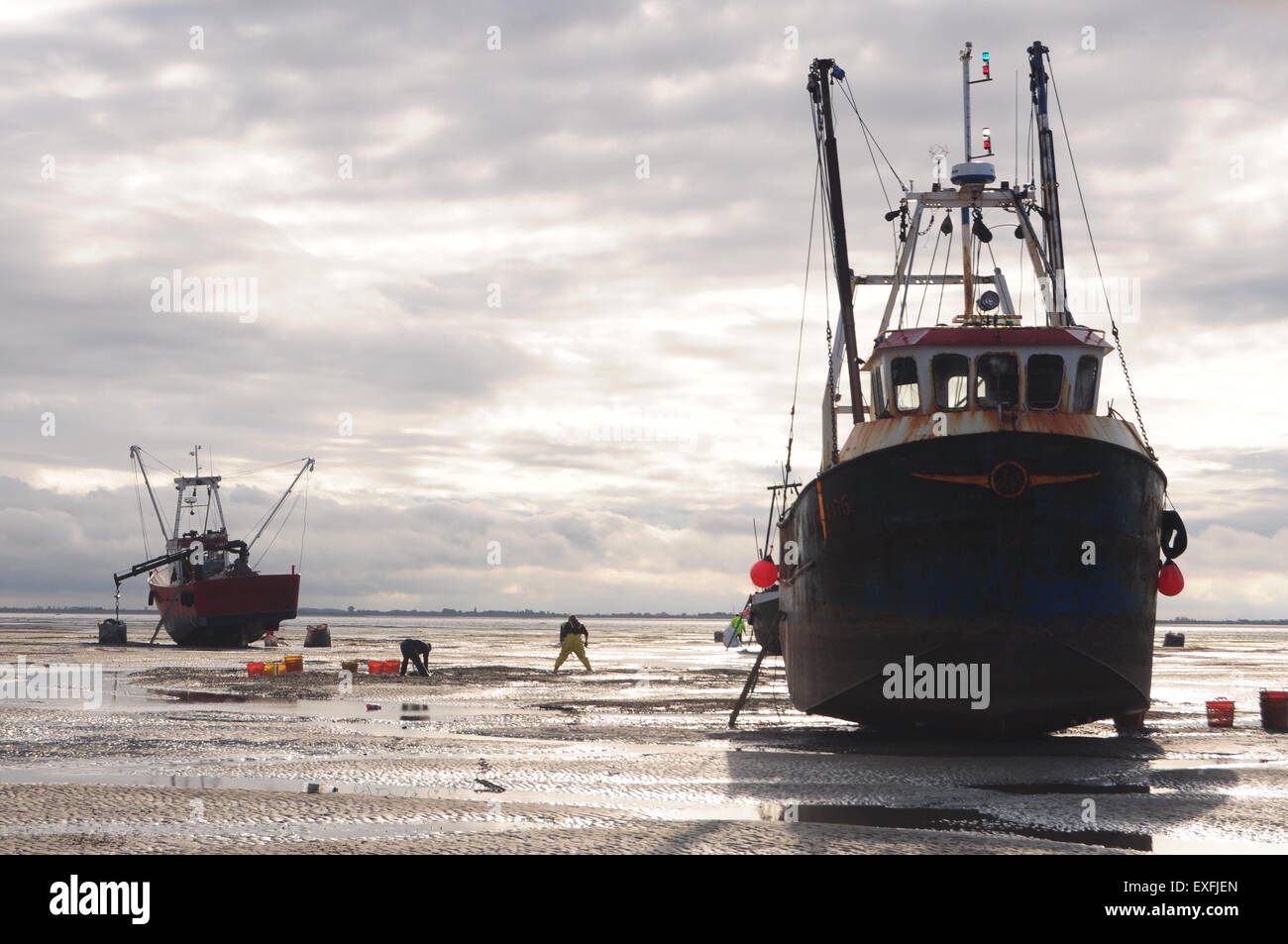 Das abwaschen, Boston, Lincolnshire, UK. 8. Juli 2015. Herzmuschel-Pflücker auf dem Sand Toft. Stockfoto