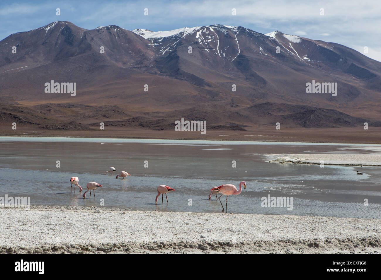 Laguna Hedionda und flamingo Stockfoto