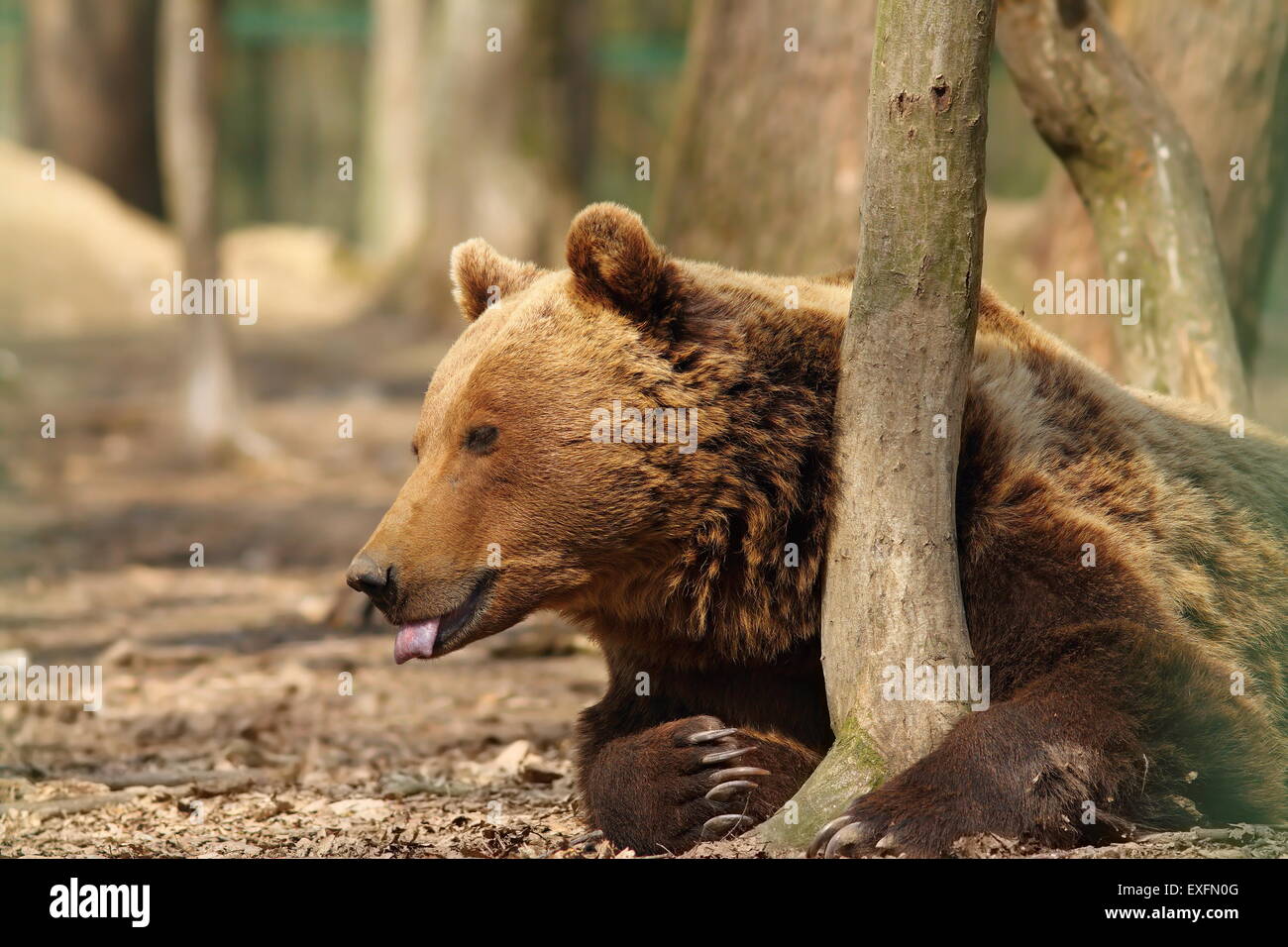 Captive Braunbär stehend in der Nähe von Baumstamm im Zoo (Ursus Arctos) Stockfoto