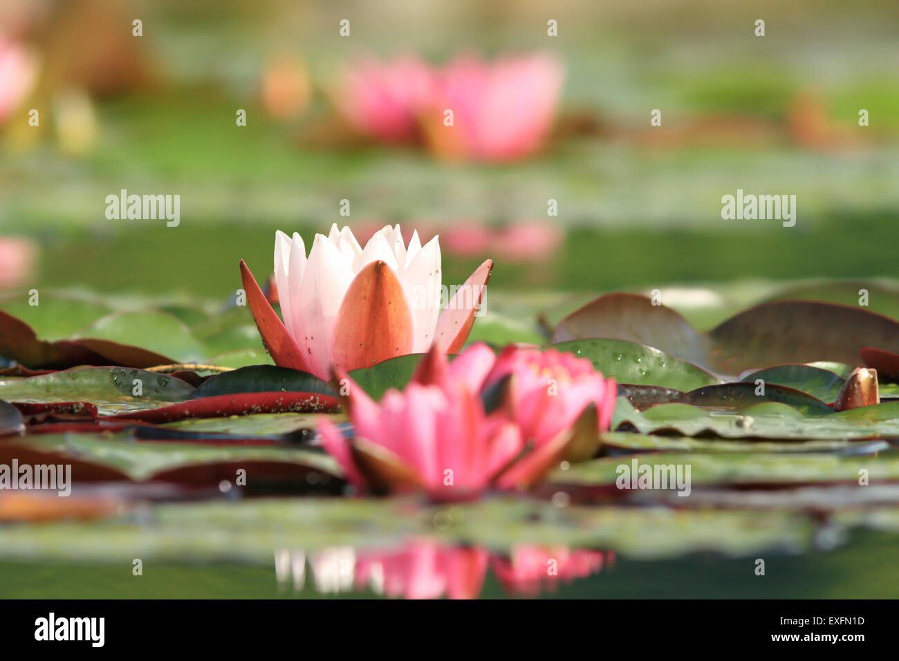 Rosa Seerose Blüte und Blätter am Teich Stockfoto