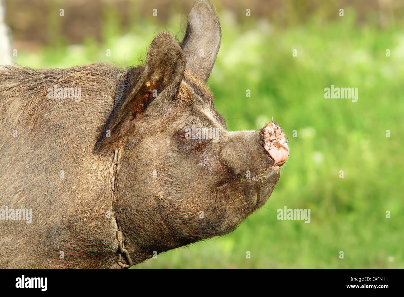 Profil eines Schweins mit vielen Ringen in Schnauze über grün aus Fokus Hintergrund Stockfoto