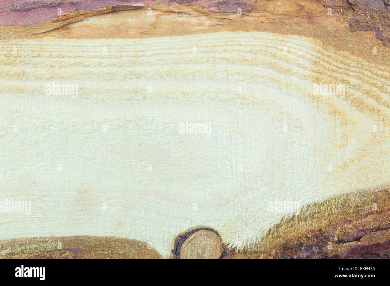 Natürliche Roh- und unverarbeitete Holzbrett Hintergrund Stockfoto