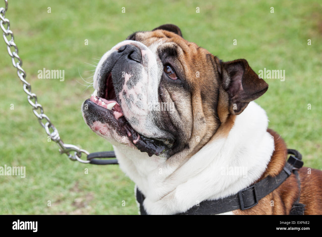 Stier Hund an der Leine Besitzer betrachten Stockfoto