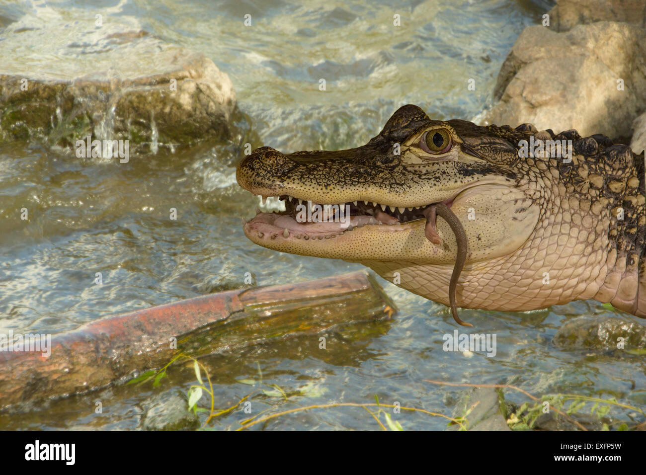 Alligator füttern am Ufer eines Flusses. Stockfoto