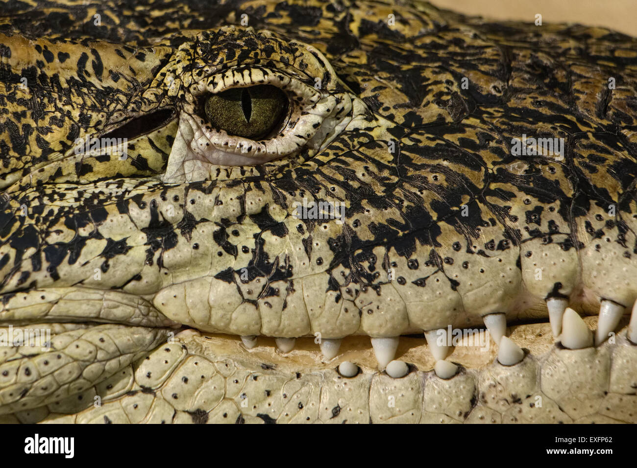 Alligator Augen und Zähne Detail. Porträt hautnah. Stockfoto