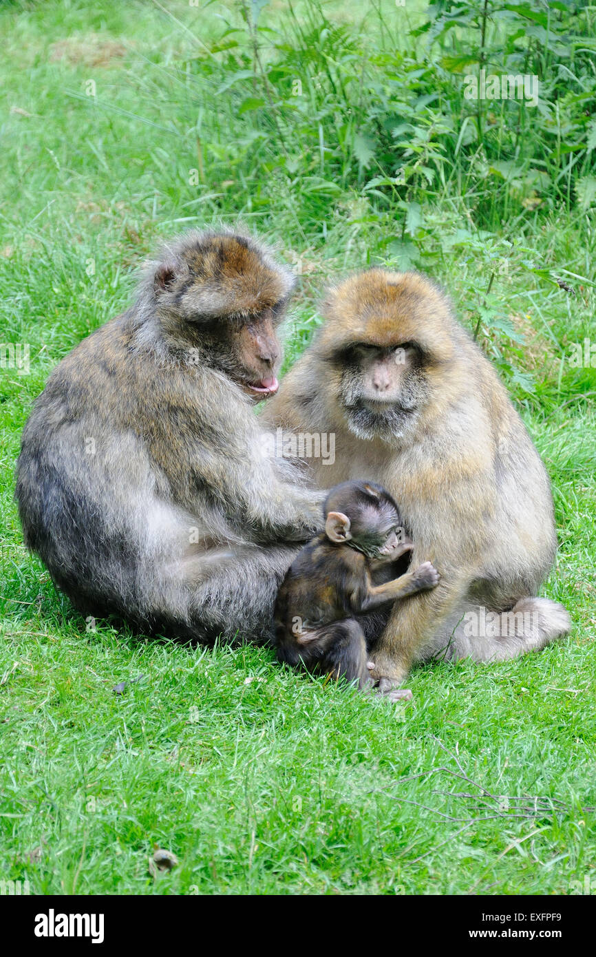 Stoke on Trent, Staffordshire, UK. 12. Juli 2015. Ein Baby Berberaffe mit seiner Eltern an der Monkey Forest in Trentham Estate in der Nähe von Stoke-on-Trent, Staffordshire Kredit: Jonathan Clarke/Alamy Live News Stockfoto