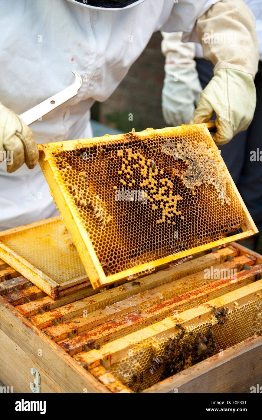 Biene-Keeper heben einen Honig super aus einem Bienenstock Stockfoto