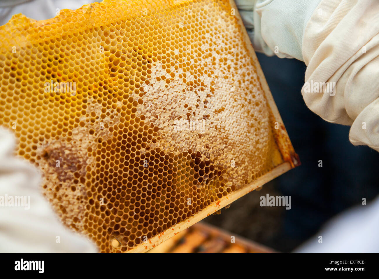 Biene-Keeper hält einen Honig super aus einem Bienenstock Stockfoto