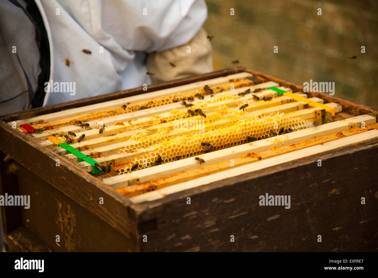 Biene-Keeper mit den runden den Bienenstock Freilegung des Honigs super hält den Honig Stockfoto