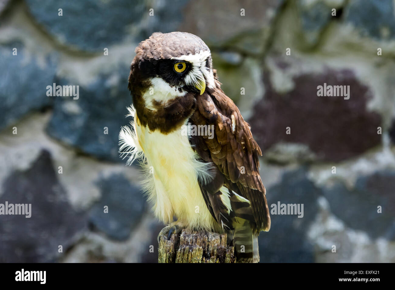 Ein Spectacled Eulen (Pulsatrix Perspicillata) steht auf einem Baumstumpf. Stockfoto