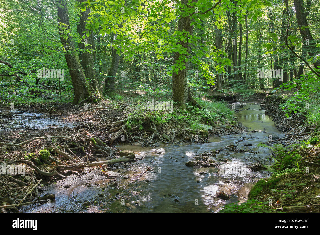Bach im Wald der kleinen Karpaten - Slowakei Stockfoto