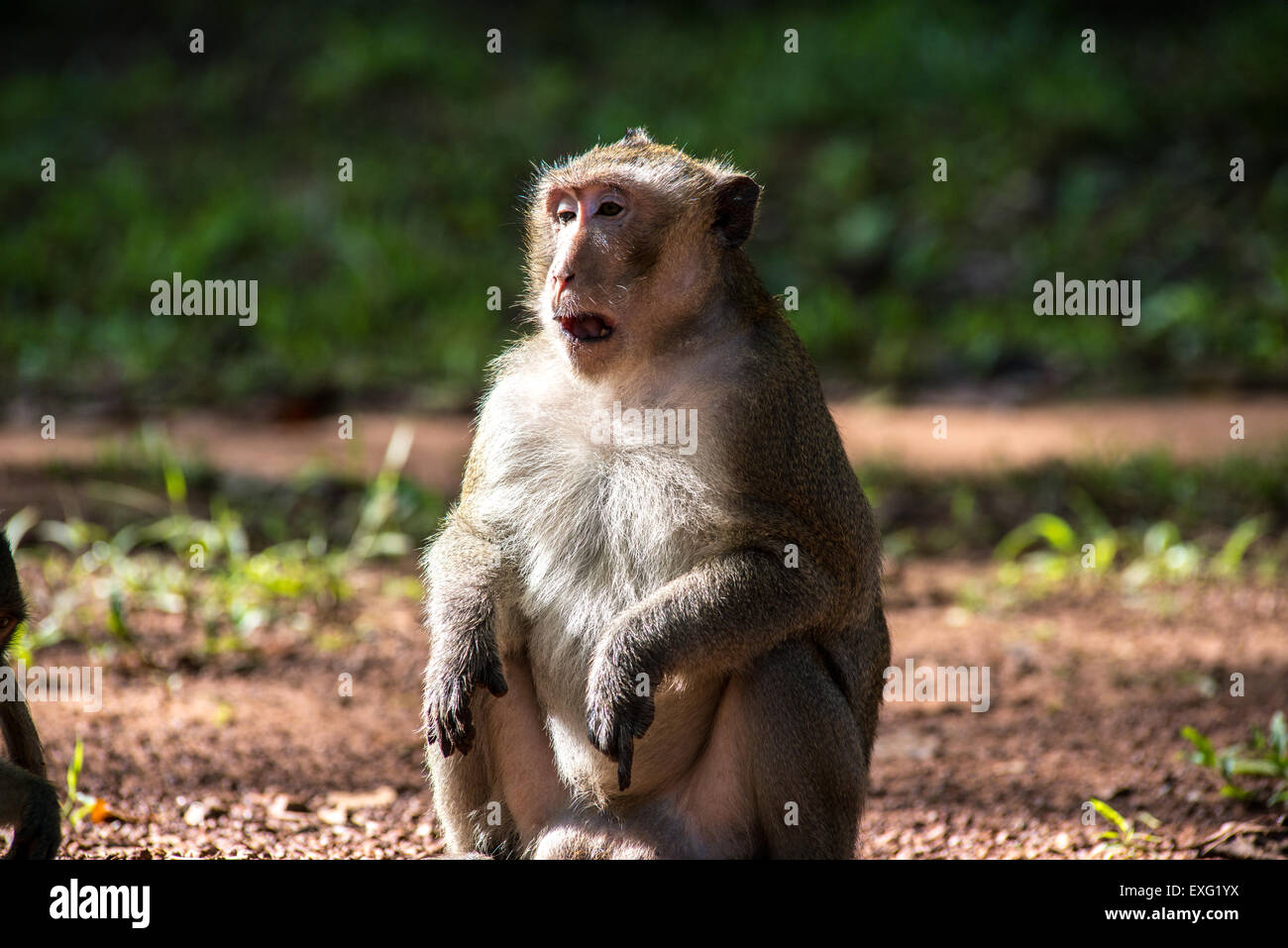 Monkey Business Stockfoto