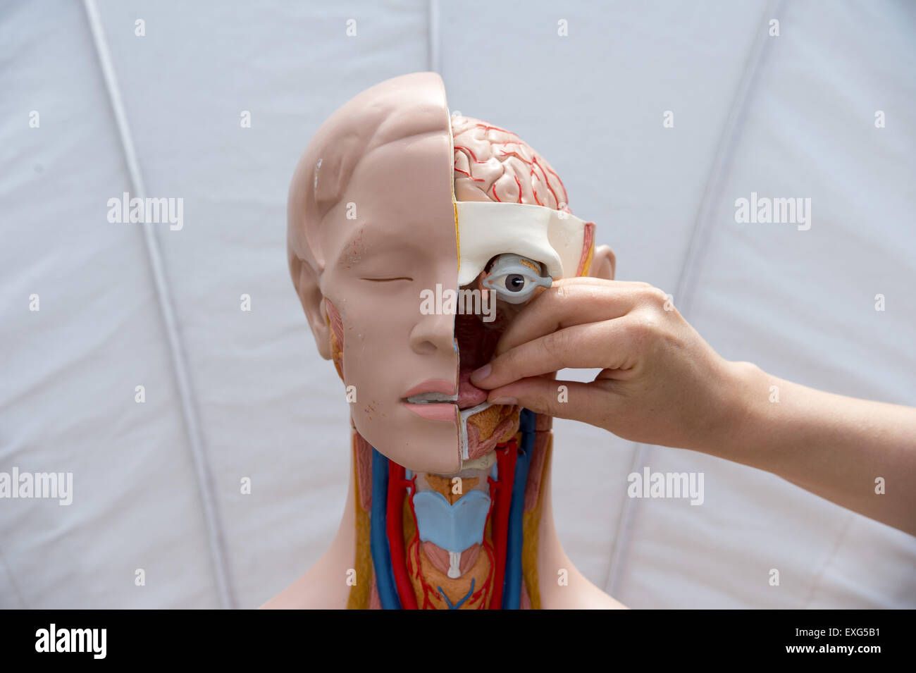 Eine Hand berührt die Zunge ein Dummy in Leipzig, Deutschland, 10. Juli 2015. Abteilungen der medizinischen Fakultät präsentieren ihre Arbeiten in verschiedenen Ausstellungen am Rande der Feierlichkeiten zum 600. Jahrestag der Universitätsmedizin Leipzig auf dem Augustusplatz, Leipzig, Deutschland, 10. Juli 2015. Der medizinische Campus umfasst 48 Abteilungen und Kliniken und gehört zu den größten und modernsten in Deutschland. Einige 3.000 Studenten besuchen die Fakultät. Foto: Peter Endig/dpa Stockfoto
