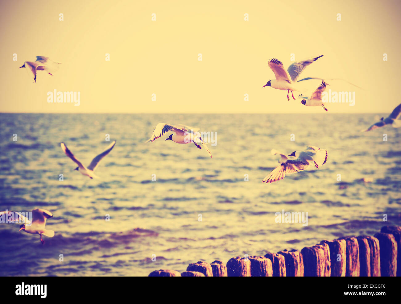 Vintage Retro gefiltert Vögel am Meer, Natur Hintergrund, alte Film-Effekt. Stockfoto