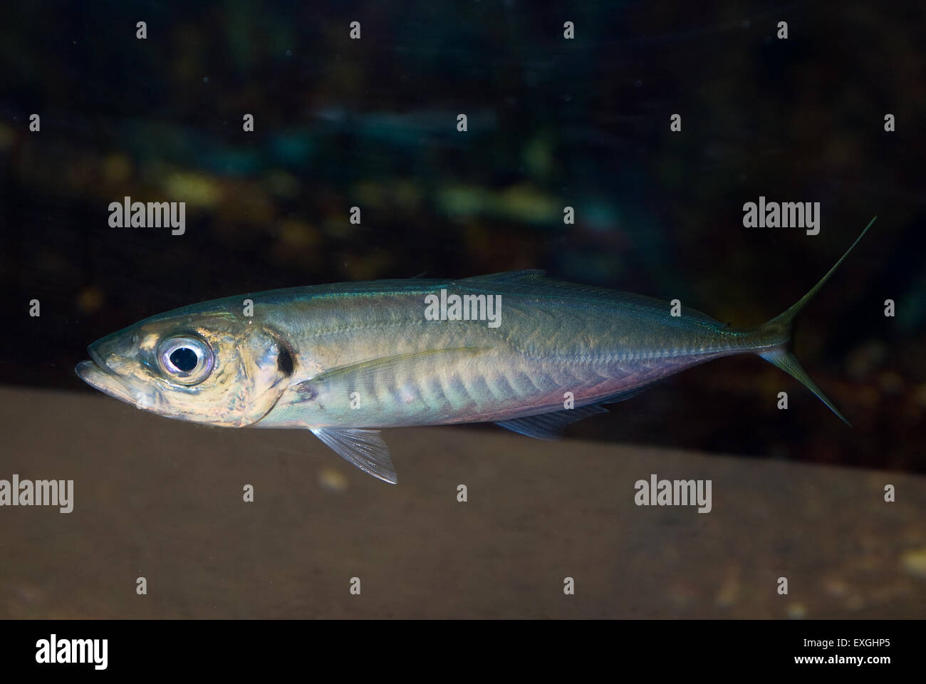 Mediterrane Stöcker, Trachurus Mediterraneus, Carangidae, Mittelmeer, Italien Stockfoto