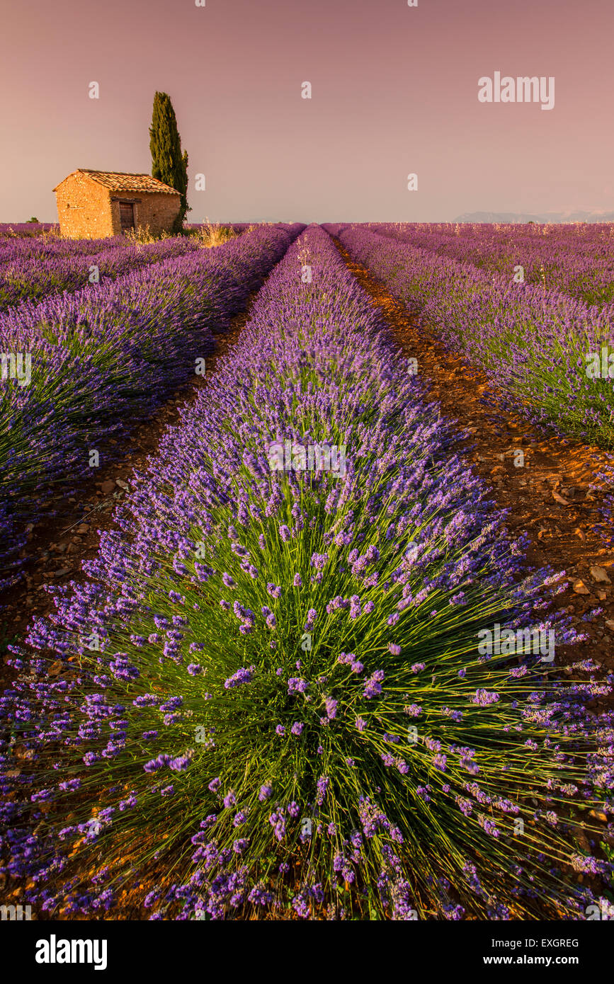Lavendel Feld mit einsamen Stein Hütte und Zypressen Baum bei Sonnenuntergang, Plateau de Valensole, Provence, Frankreich Stockfoto