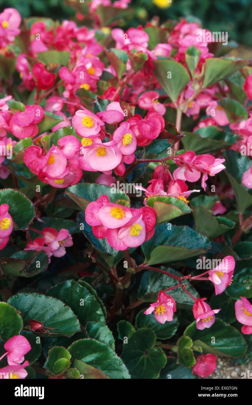 Begonie (alle Runden Rose) mit gelbem Zentrum und glänzend grüne Blätter, rosa Blüten Stockfoto