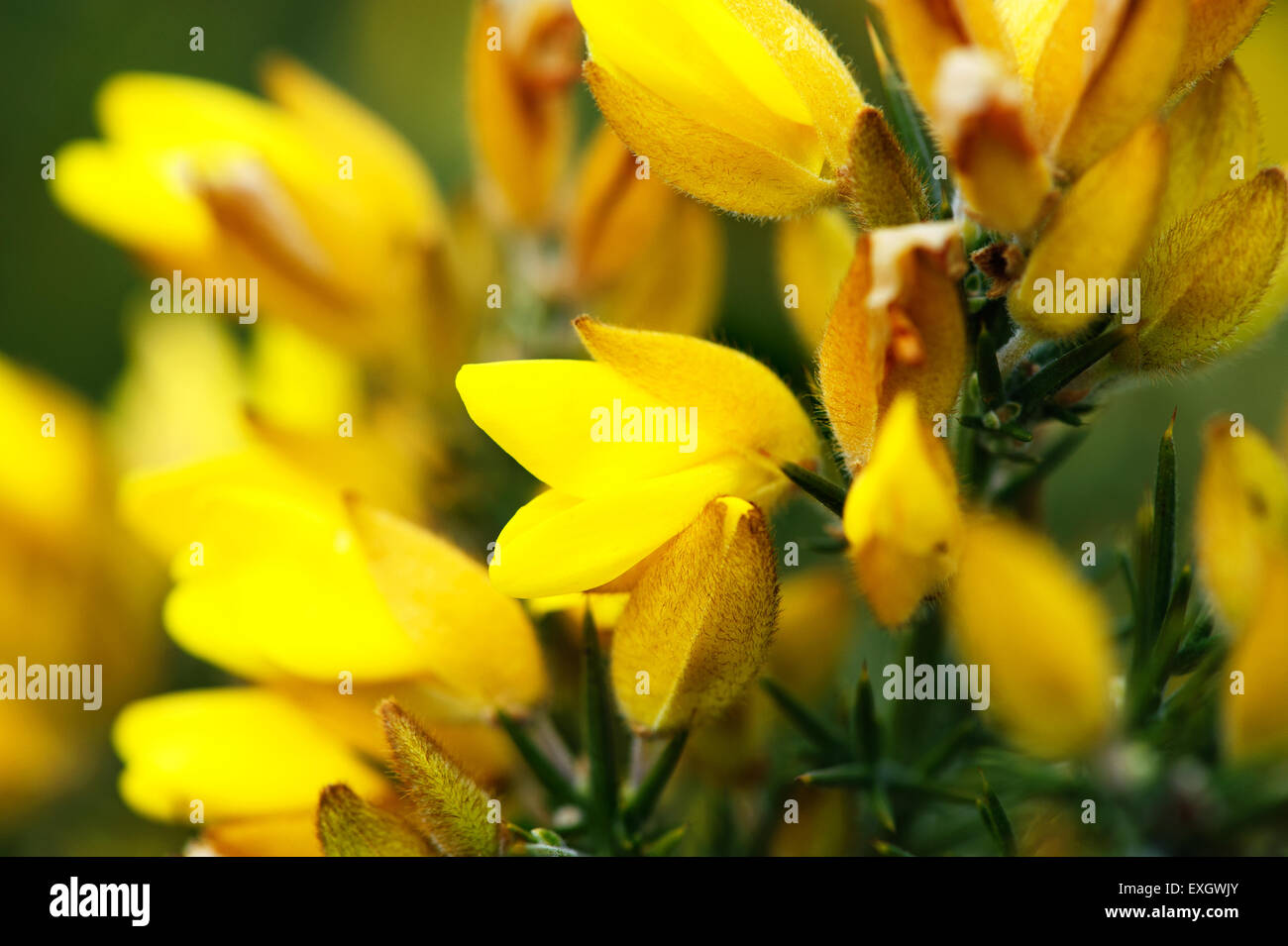 Schöne gelbe gemeinsame Gorse Blüten Ulex Europaeus hautnah Stockfoto