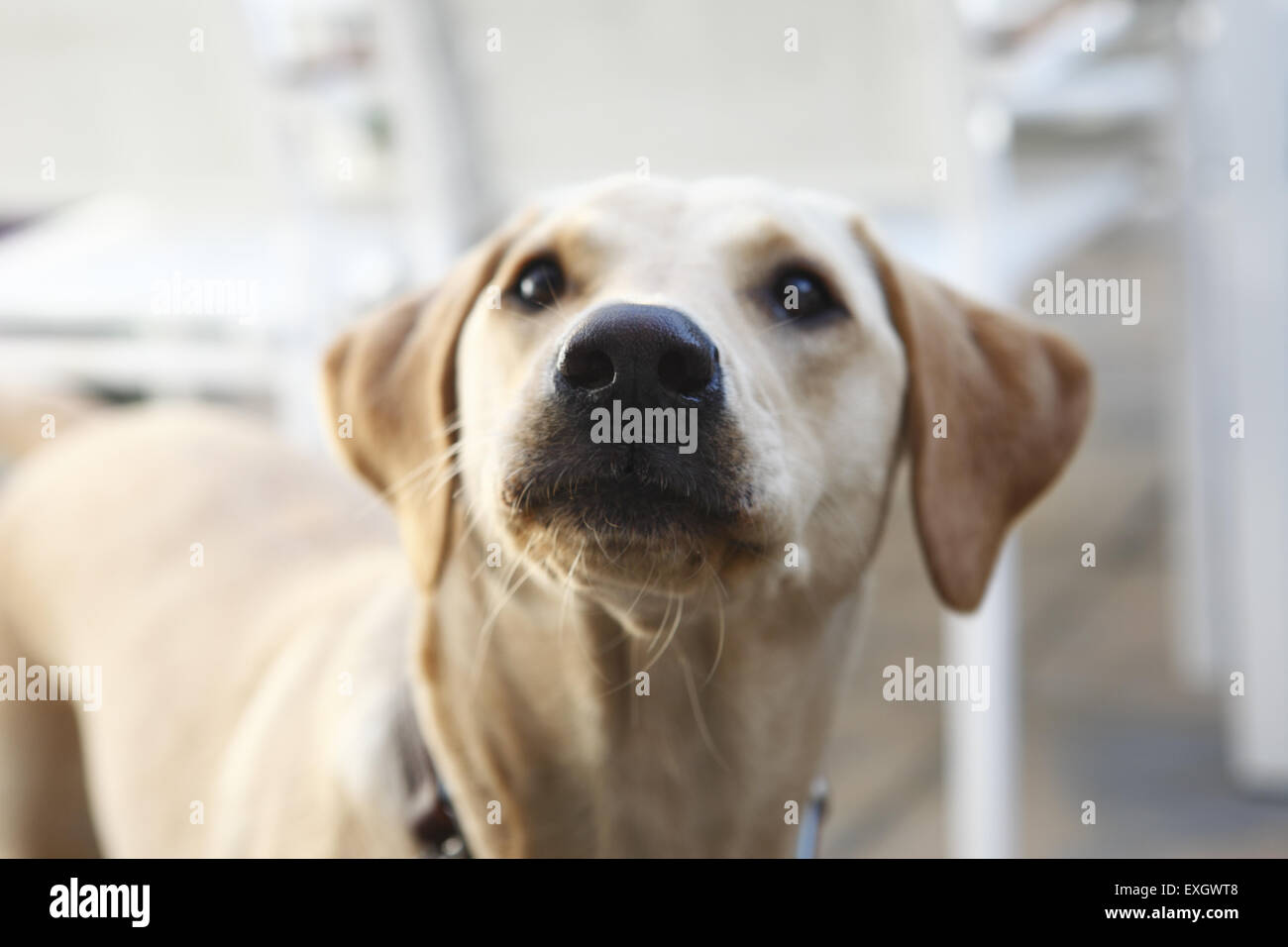 Gelber Labrador Retriever Welpen im Alter von 15 Monaten alten Uhren seinen Besitzer im Garten Terrasse Stockfoto