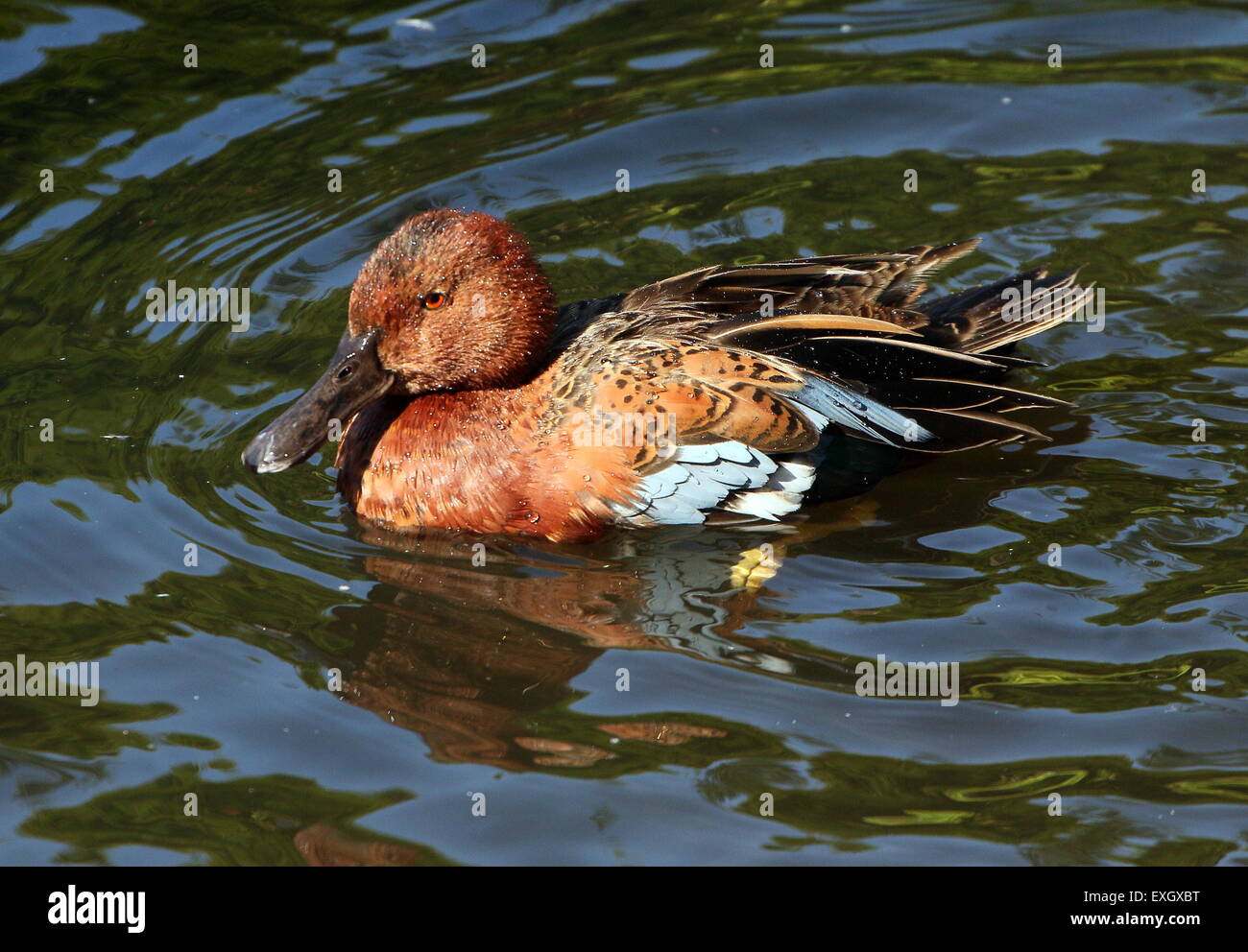 Schwimmen Zimt Krickente (Anas Cyanoptera), ursprünglich aus Amerika Stockfoto