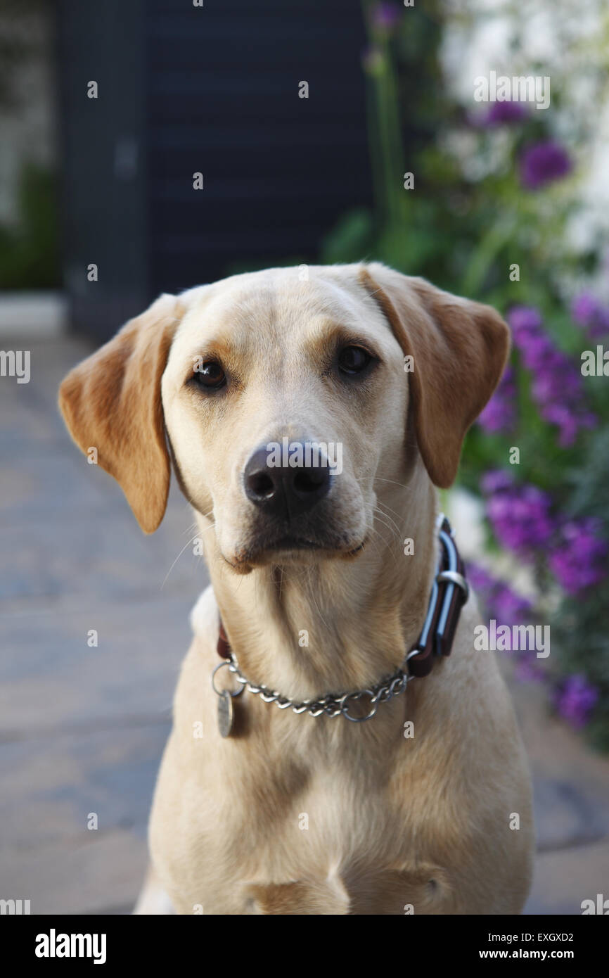 Gelber Labrador Retriever Welpen im Alter von 15 Monaten alten Uhren seinen Besitzer im Garten Terrasse Stockfoto