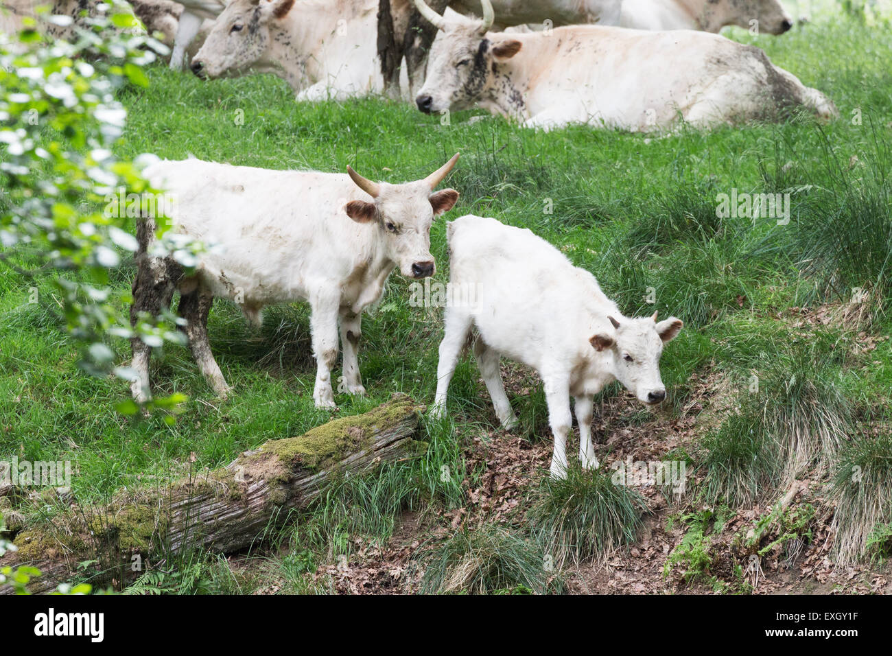 Seltene wilde Vieh weidete auf Chillingham Park, Northumberland, England Stockfoto