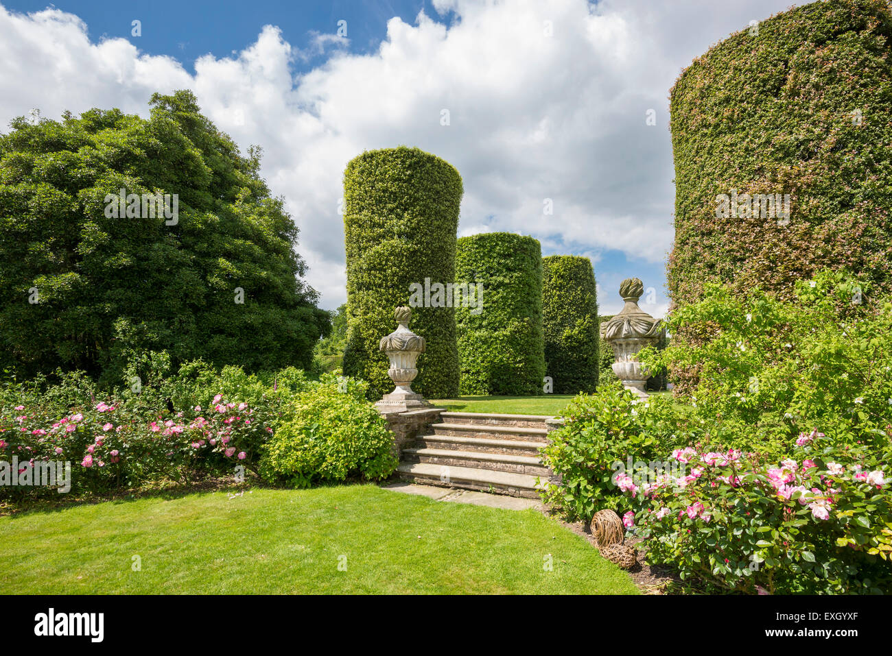 Abgeschnittene Steineichen unten die Schritte in einem Rosengarten Arley Hall Gardens in Cheshire, England zu führen. Stockfoto