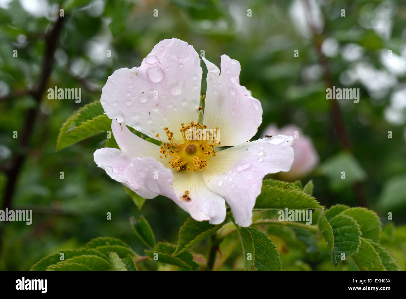 Rosa wasser stieg Fotos und Bildmaterial in hoher Auflösung Alamy