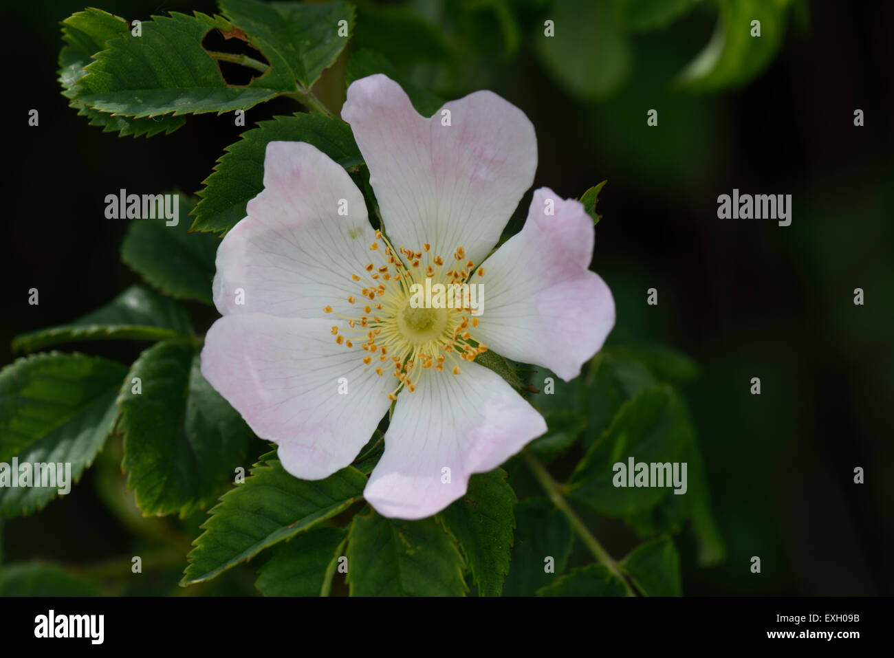 54+ Kletterpflanze Mit Rosa Blüten, Entdecken sie die faszinierende