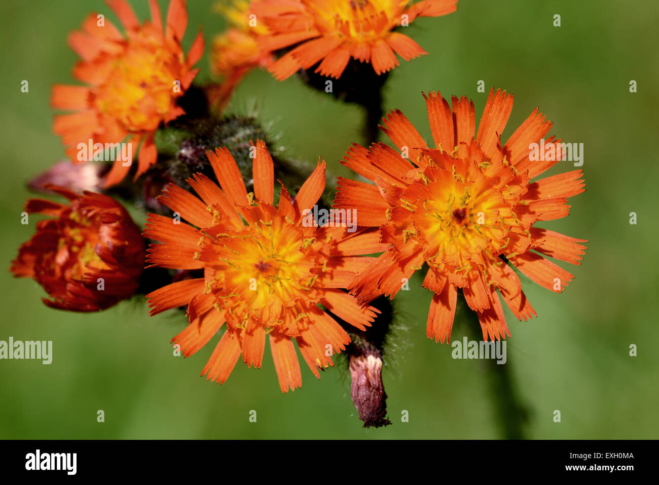 Fox & Jungtiere oder Orange Habichtskraut, Gruppe Aurantiaca, Blumen, Berkshire, Juni Stockfoto