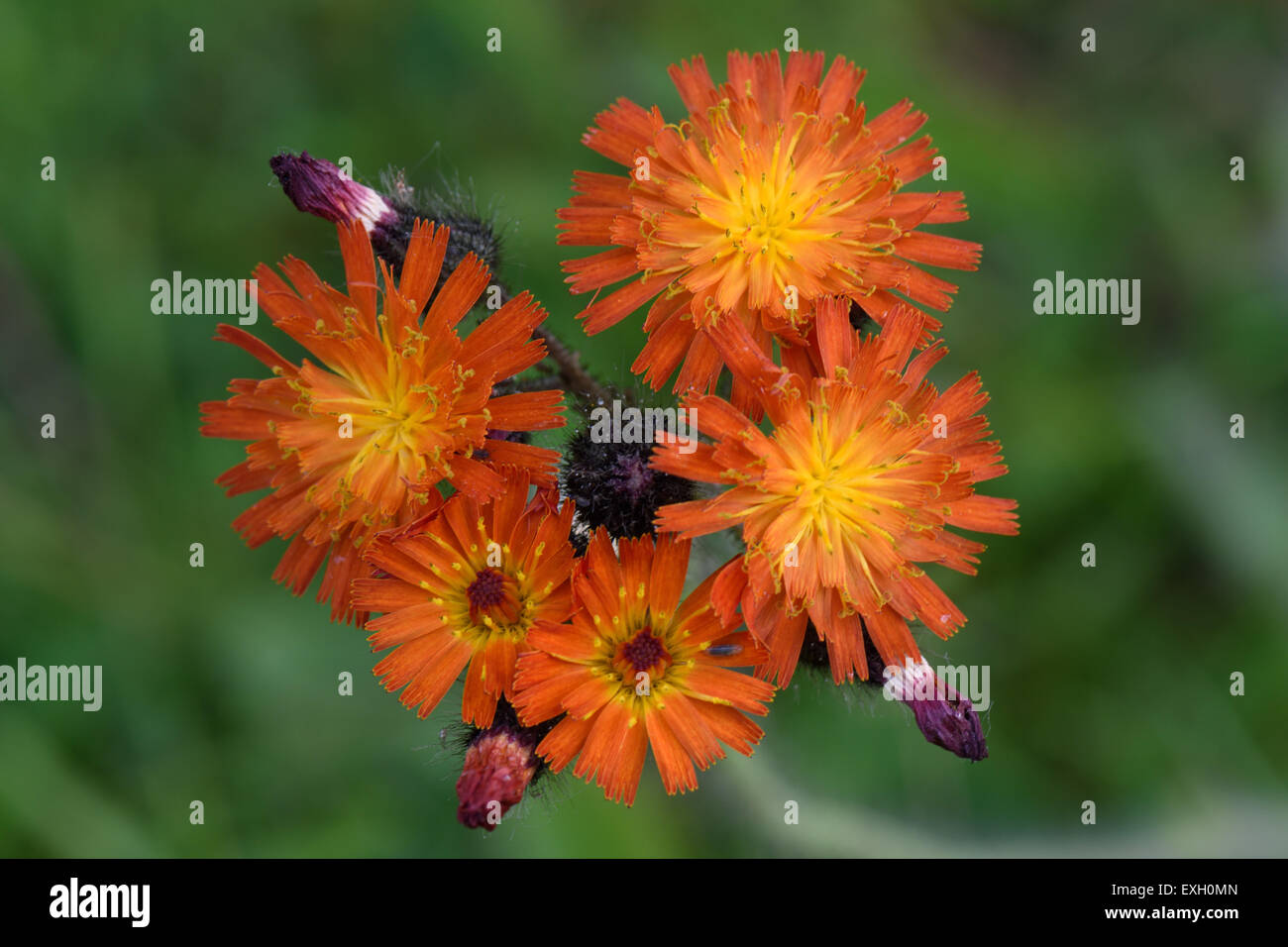 Fox & Jungtiere oder Orange Habichtskraut, Gruppe Aurantiaca, Blumen auf Rasen Unkraut, Berkshire, Juni Stockfoto