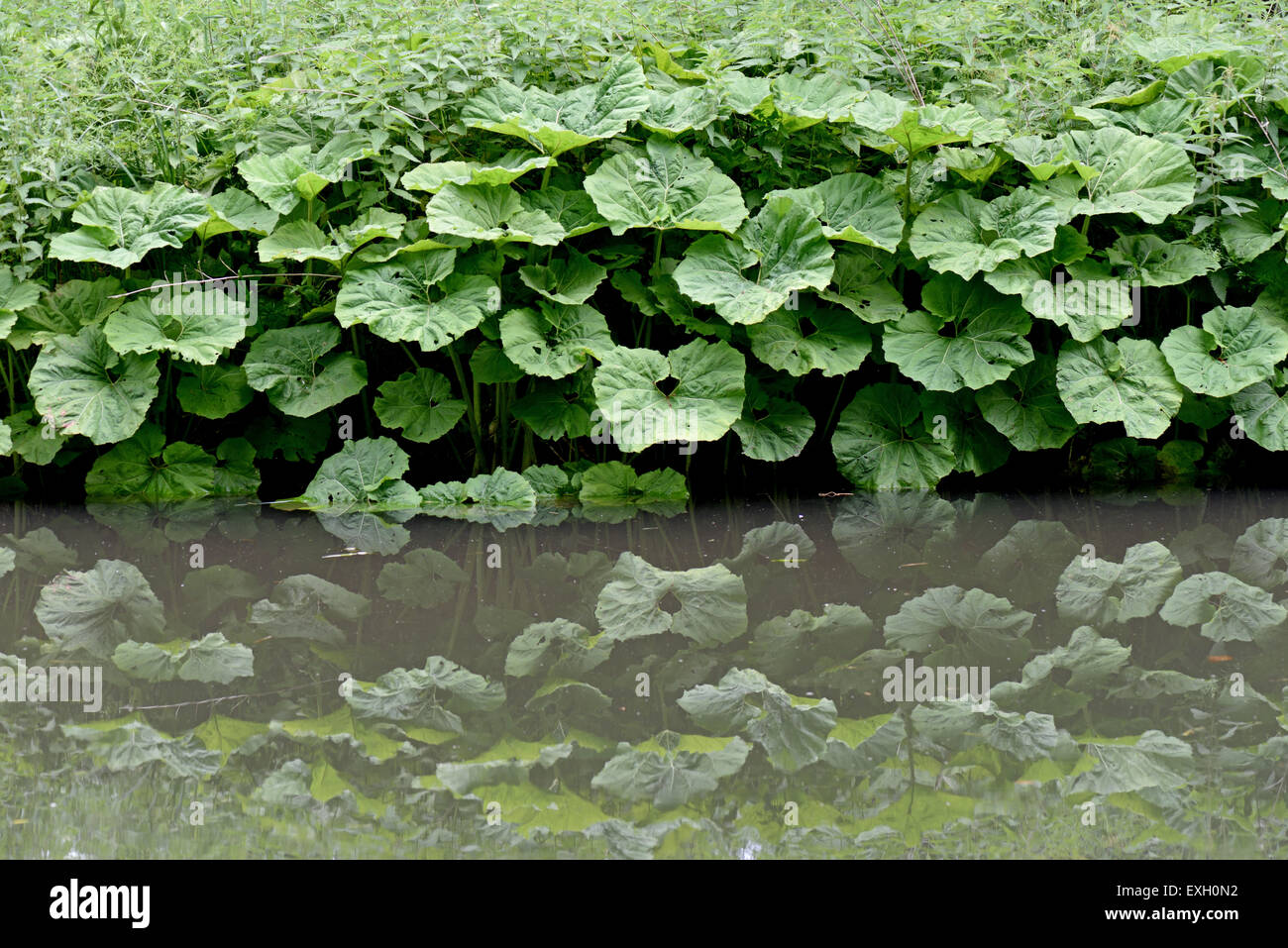 Gemeinsamen Pestwurz reflektiert Petasites Hybridus, große Blätter in das Stille Wasser des Kennet und Avon Canal nach dem Pflanzen ha Stockfoto