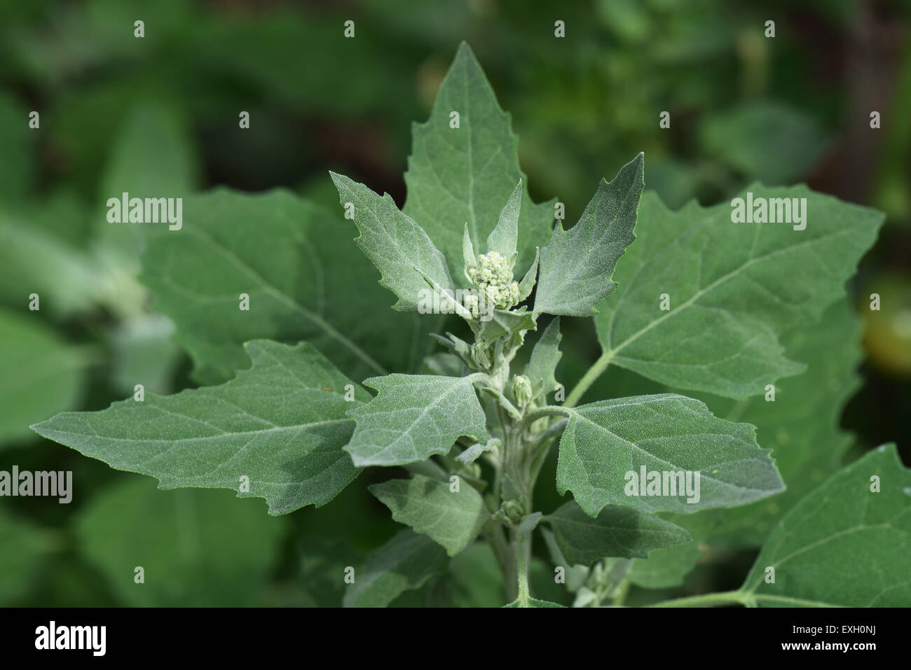 Fette Henne, Chenopodium Album, Unkraut Pflanze über die Blüte mit glaucous Bläschen bedeckt und wasserabweisenden Blätter, Berkshire, Jul Stockfoto