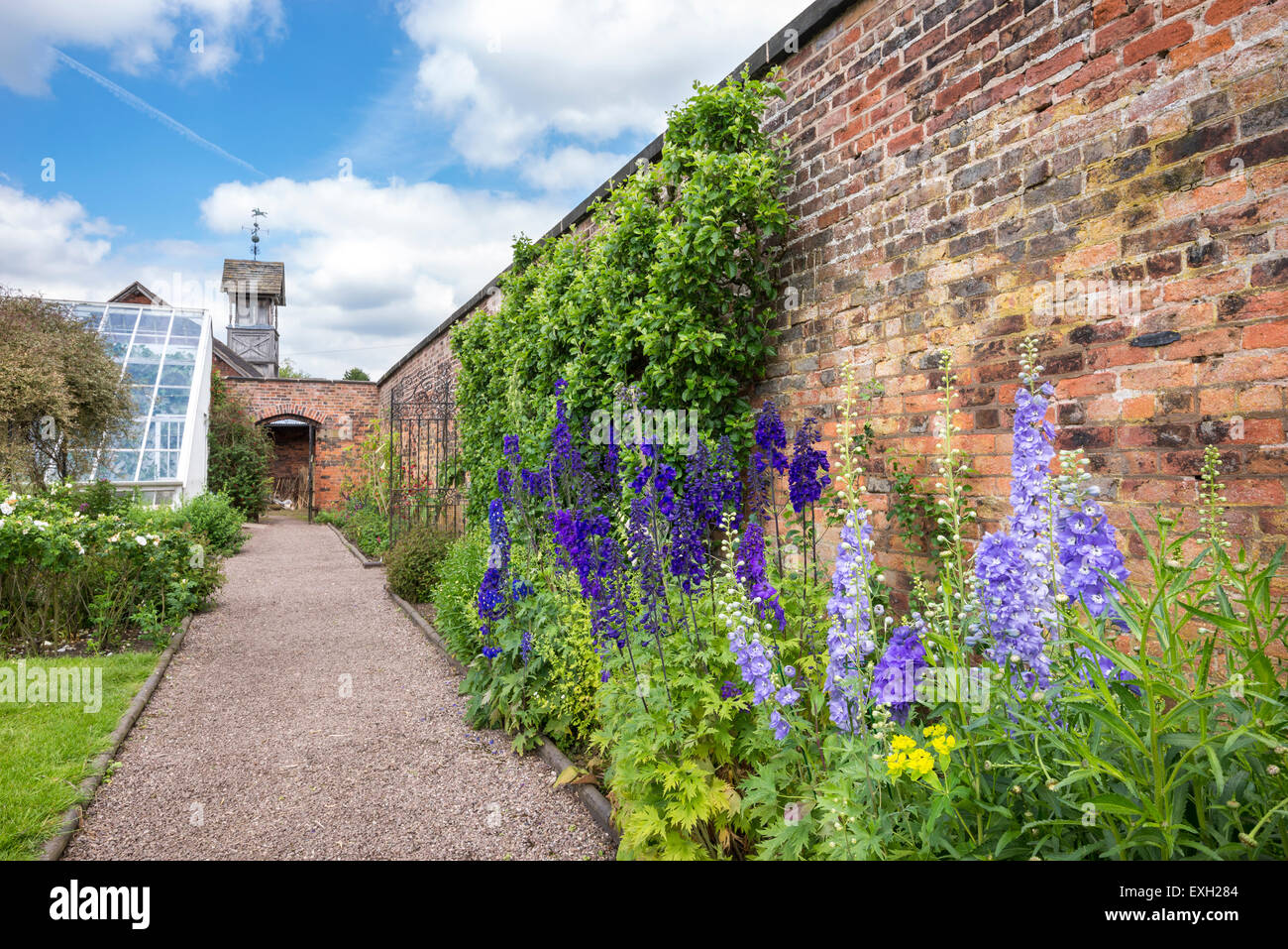 Rittersporn wächst neben eine alte Mauer Arley Hall in Cheshire, England. Stockfoto