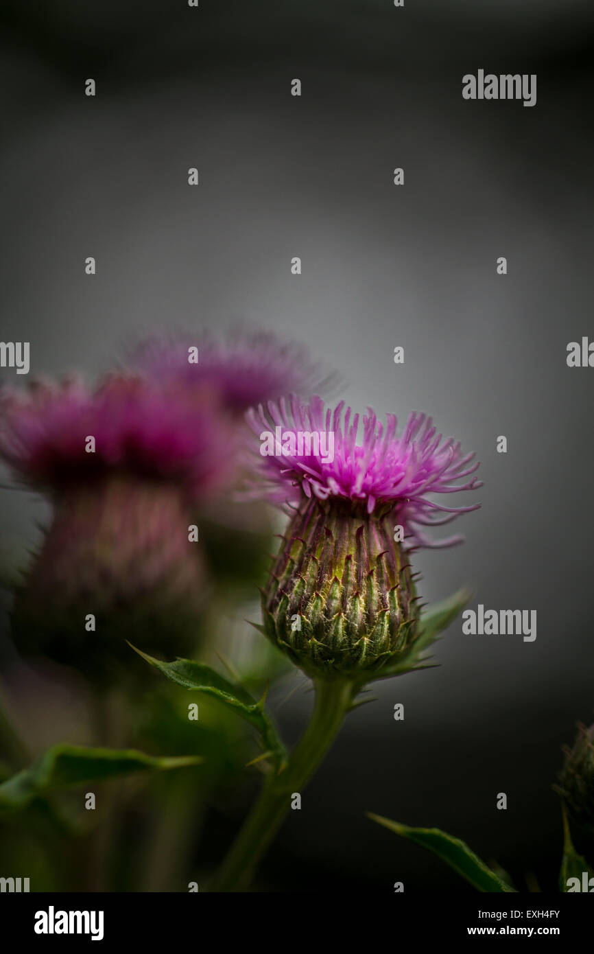 Schleichende Distel Stockfoto