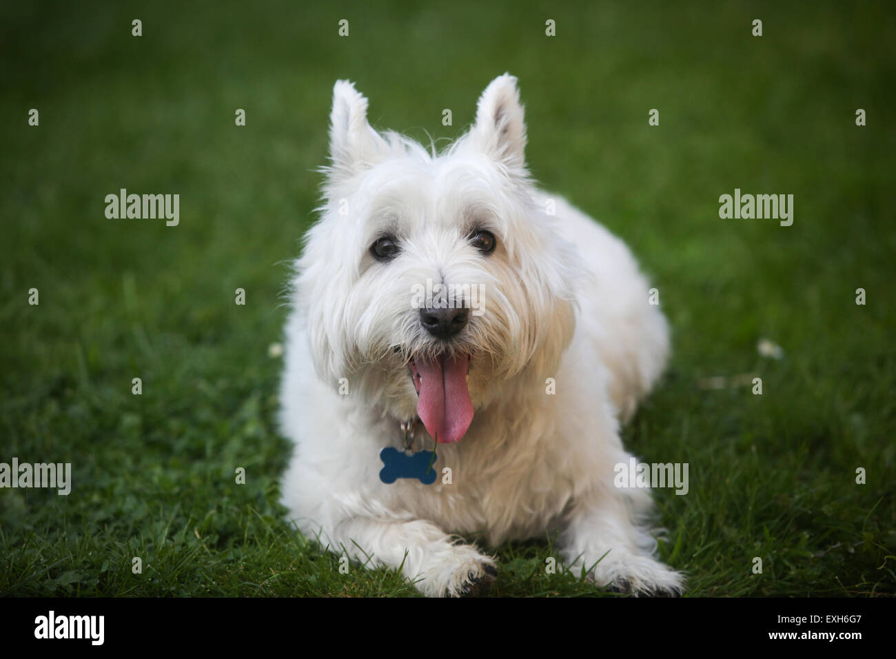 Ein White West Highland Terrier abgebildet im Garten Stockfoto