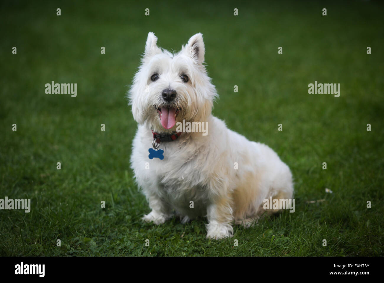 Ein White West Highland Terrier abgebildet im Garten Stockfoto