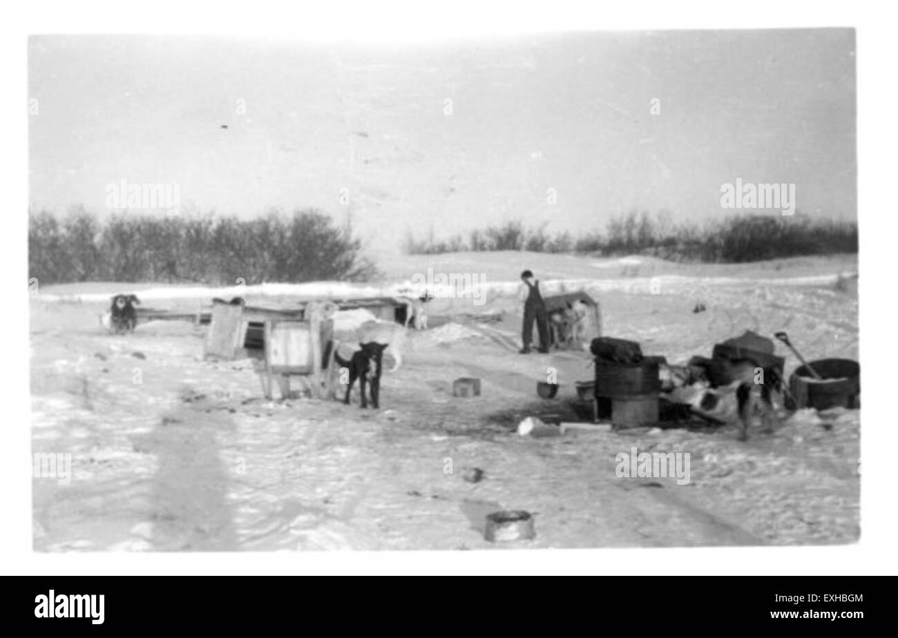 Dieses Bild zeigt ein Hundeteam, das in Alaska gefüttert wird, mit Fisch als Futter. Auf dem Foto wird die Rolle des Freiwilligendienstes über das Mennonite Missionsnetzwerk bei der Unterstützung der lokalen Gemeinschaften und ihrer Bedürfnisse, einschließlich Tierpflege und Nachhaltigkeit, hervorgehoben. Stockfoto