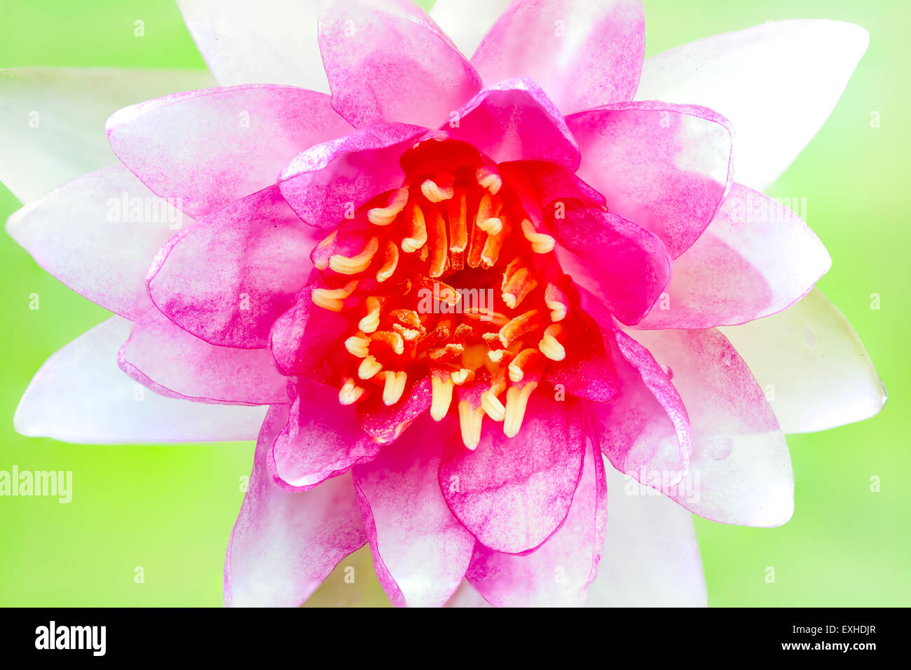 eine Seerose in Nahaufnahme mit einem grünen Hintergrund Stockfoto