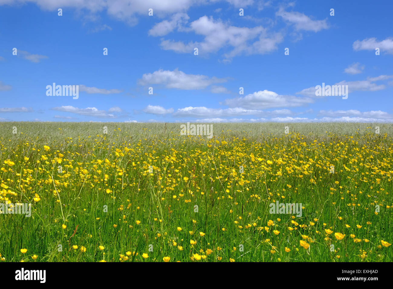 Sommer Wiese und blauer Himmel in der Nähe von Longnor in den Peak District, Großbritannien Stockfoto