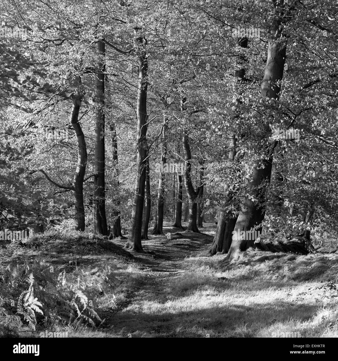 Großbritannien, England, Cheshire, Alderley Edge, Pfad durch den Wald Buche neben Artists' Lane, Nether Alderley Stockfoto