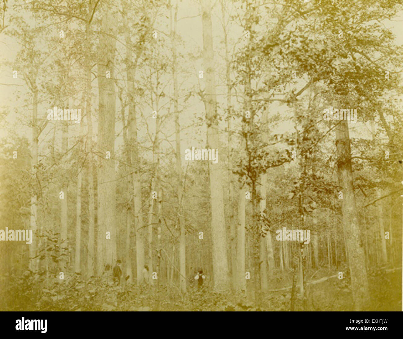 „Walking in the Woods“ von John F. Funk stellt eine ruhige Waldszene dar, in der Menschen die Wälder erkunden. Das Gemälde fängt die ruhige Essenz des Waldes mit seinen dichten Bäumen und natürlichem Licht, das durch die Blätter filtert, ein. Stockfoto