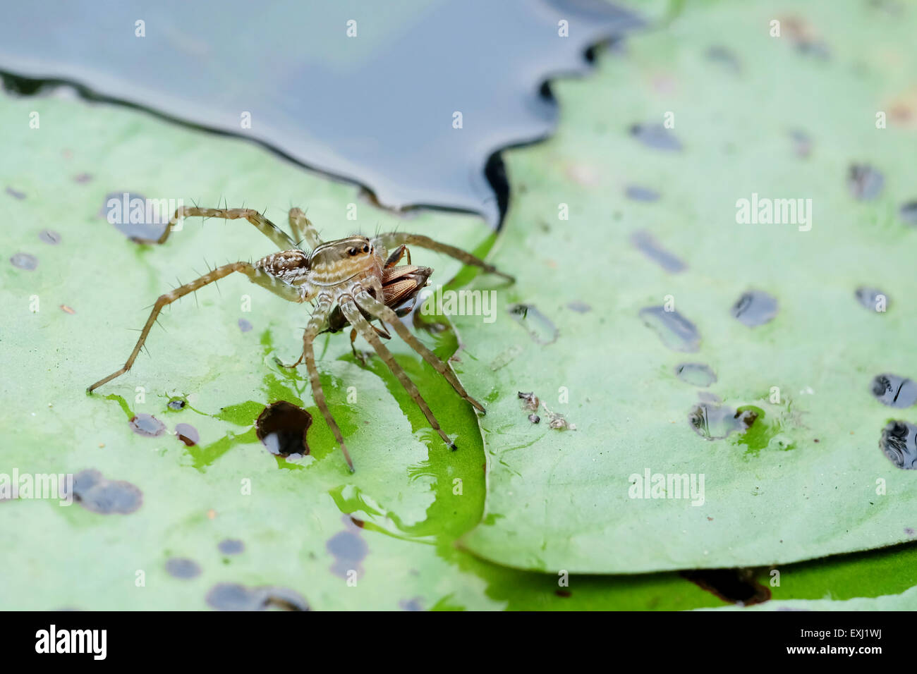 Porträt einer Wasser Spinne auf einem lily Pad Stockfoto