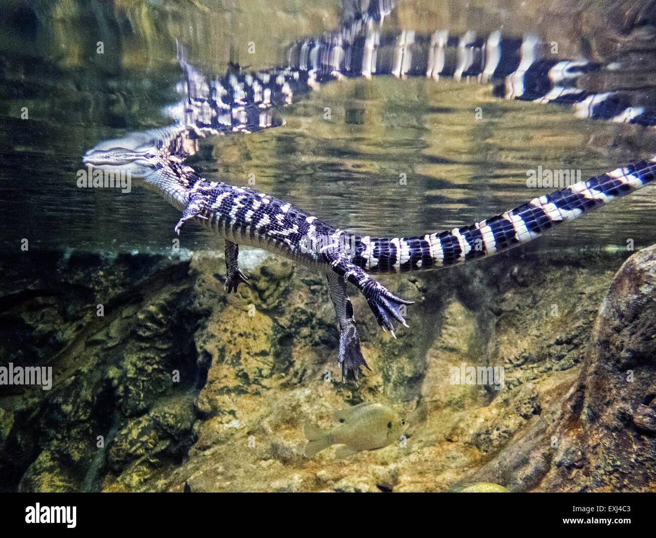 Juvenile amerikanischer Alligator in einem Körper des Wassers Stockfoto
