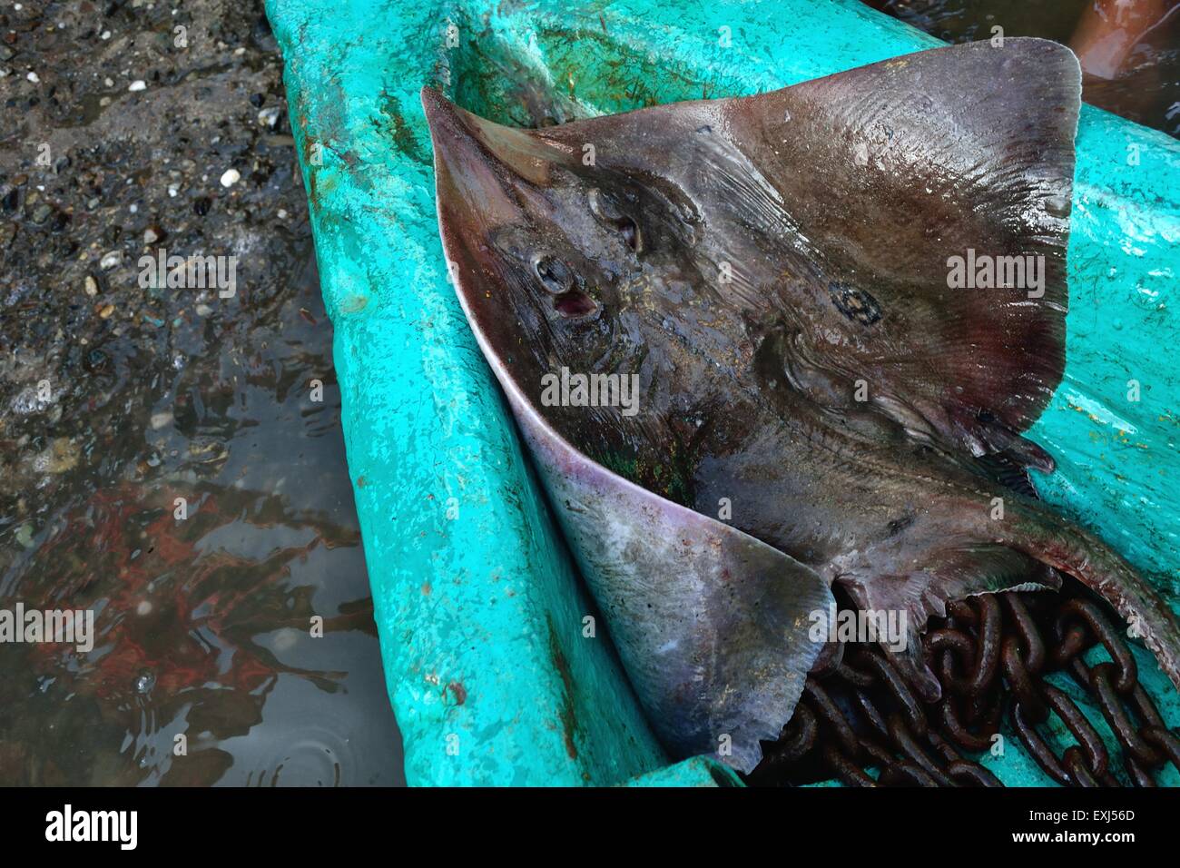 Manta Rochen Fisch - Port in PUERTO PIZARRO. Abteilung von Tumbes. Peru Stockfoto