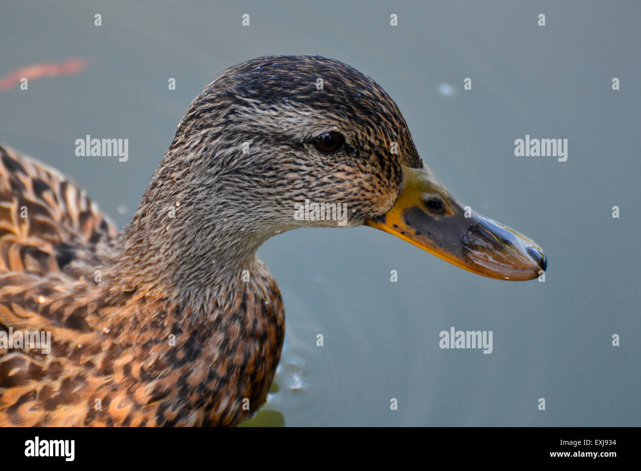 Dies war im Chicago Botanic Garden eingefangen. Es ist eine Nahaufnahme Foto einer Ente im großen Teich schwimmen. Stockfoto
