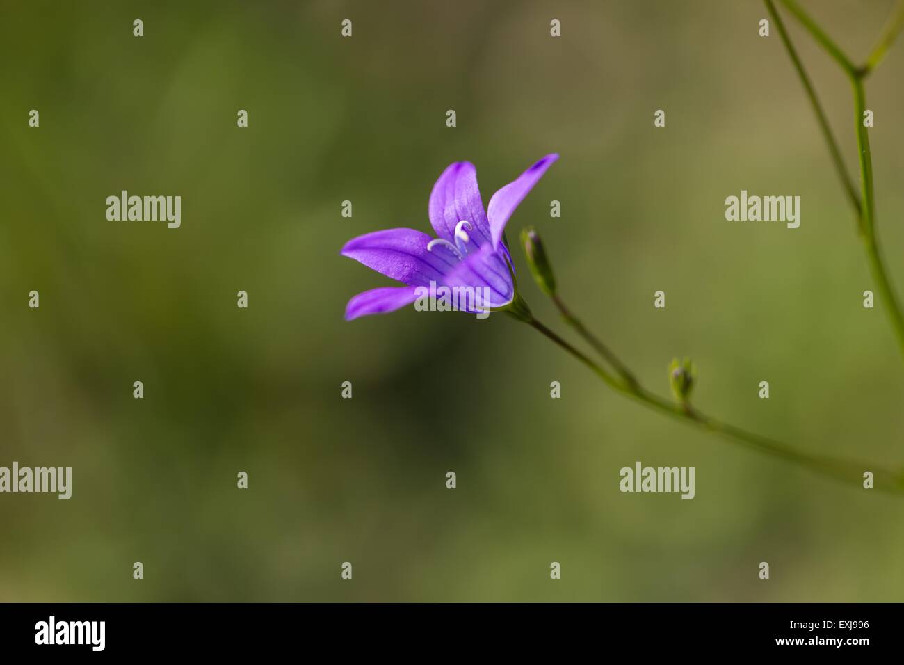 Nahaufnahme der schönen blühenden Bluebell Blumen. Natürliche blaue wilde Blume Stockfoto